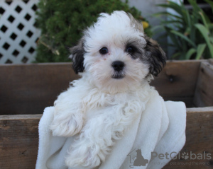 Photo №1. shih tzu - for sale in the city of Флорида Сити | negotiated | Announcement № 9221