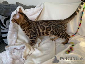 Photo №2 to announcement № 111110 for the sale of bengal cat - buy in United States breeder