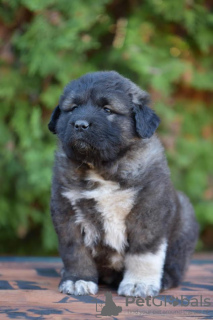 Photo №3. Caucasian Shepherd Dog puppies. Serbia