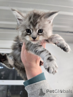 Photo №2 to announcement № 157162 for the sale of maine coon - buy in United Kingdom breeder