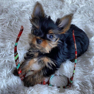 Photo №2 to announcement № 167293 for the sale of yorkshire terrier - buy in Sweden 