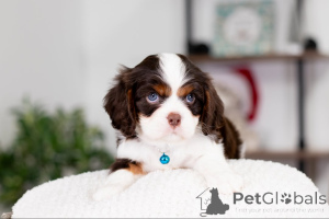 Photo №4. I will sell cavalier king charles spaniel in the city of Barsbüttel. private announcement - price - negotiated