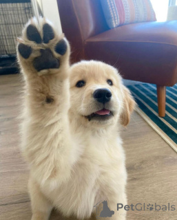 Photo №1. golden retriever - for sale in the city of Bregenz | 329$ | Announcement № 142830