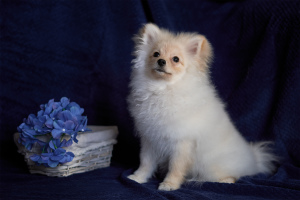Photo №2 to announcement № 4810 for the sale of german spitz - buy in Russian Federation private announcement, breeder
