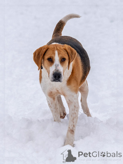 Photo №3. Zara, a charming, stately hound is looking for a home. Russian Federation