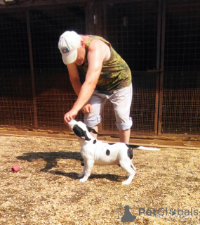 Photo №3. Amstaff puppies, boy and girl. Russian Federation