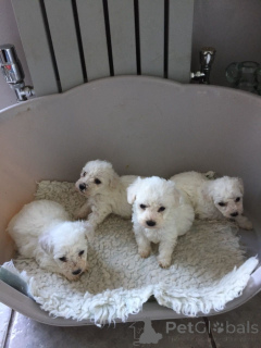 Photo №2 to announcement № 167475 for the sale of bichon frise - buy in Denmark private announcement, breeder