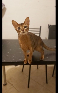 Photo №1. abyssinian cat - for sale in the city of Cherepovets | 281$ | Announcement № 4092