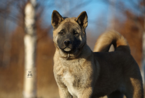 Photo №1. american akita - for sale in the city of Khabarovsk | negotiated | Announcement № 5164