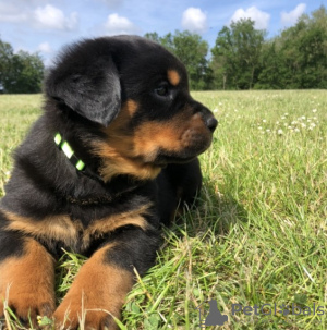 Photo №1. rottweiler - for sale in the city of Texas City | 300$ | Announcement № 42176