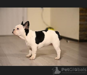 Photo №1. french bulldog - for sale in the city of Barič | negotiated | Announcement № 87413