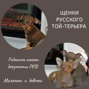 Photo №2 to announcement № 33079 for the sale of russkiy toy - buy in Russian Federation private announcement, from nursery, from the shelter, breeder