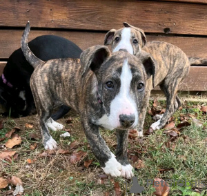 Photo №3. Adorable toilet trained German Shepherd. Germany