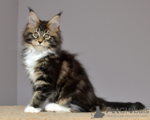 Photo №2 to announcement № 10325 for the sale of maine coon - buy in Russian Federation from nursery