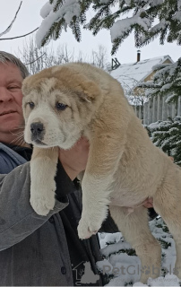 Photo №1. central asian shepherd dog - for sale in the city of Гамбург | 951$ | Announcement № 39004