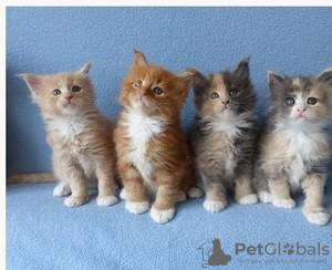 Photo №1. maine coon - for sale in the city of Strömsund | Is free | Announcement № 48517