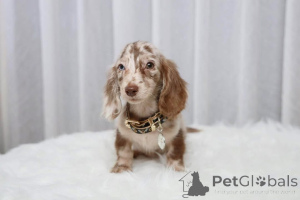 Photo №1. dachshund - for sale in the city of Washington | 650$ | Announcement № 177680