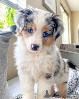 Photo №2 to announcement № 160945 for the sale of australian shepherd - buy in France private announcement, breeder
