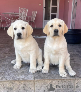 Additional photos: Labrador retriever puppies