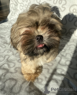 Photo №1. shih tzu - for sale in the city of Ozorków | 303$ | Announcement № 35917