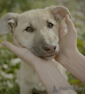 Additional photos: Wonderful puppies in good hands.