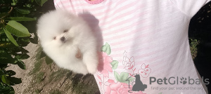 Photo №4. I will sell pomeranian in the city of Nuremberg. private announcement - price - 380$