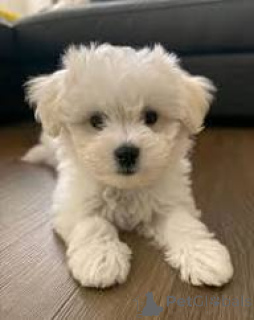 Photo №2 to announcement № 165797 for the sale of maltese dog - buy in Italy private announcement, breeder