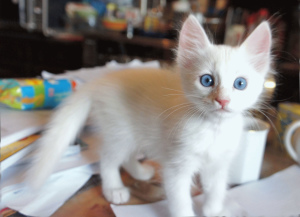 Photo №1. turkish angora - for sale in the city of Grodno | 189$ | Announcement № 552