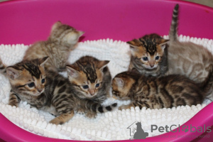 Photo №2 to announcement № 84008 for the sale of bengal cat - buy in Germany private announcement