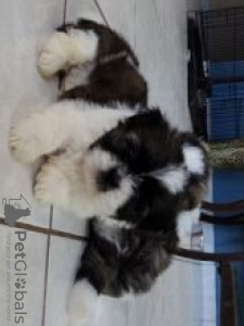 Photo №1. shih tzu - for sale in the city of Inari | negotiated | Announcement № 55302