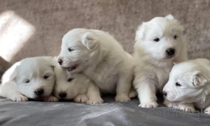 Photo №1. samoyed dog - for sale in the city of Stockholm | negotiated | Announcement № 96318