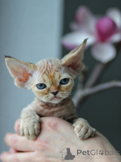 Photo №2 to announcement № 171375 for the sale of devon rex - buy in Sweden private announcement