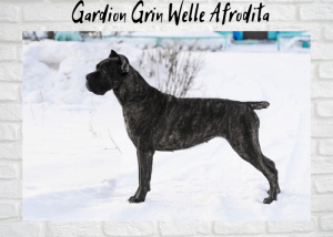 Photo №3. Puppies Cane Corso from Champions. Russian Federation