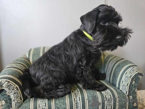 Photo №1. schnauzer - for sale in the city of Warsaw | 884$ | Announcement № 109205