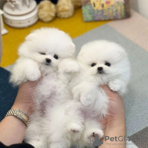 Photo №1. pomeranian - for sale in the city of Hannover | negotiated | Announcement № 73994