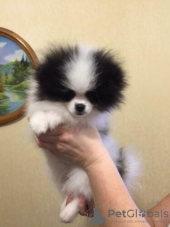 Photo №2 to announcement № 58436 for the sale of pomeranian - buy in Switzerland breeder