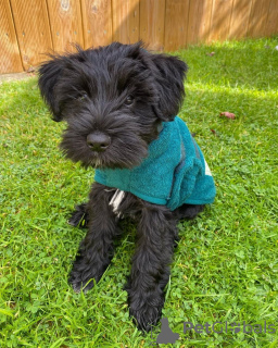 Photo №2 to announcement № 15458 for the sale of schnauzer - buy in United States private announcement
