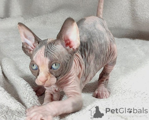 Photo №1. sphynx-katze - for sale in the city of Zell Am See | 361$ | Announcement № 171163