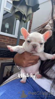 Photo №1. french bulldog - for sale in the city of Neuss | 380$ | Announcement № 120651