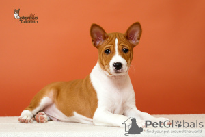 Photo №1. basenji - for sale in the city of Bobruisk | negotiated | Announcement № 39988