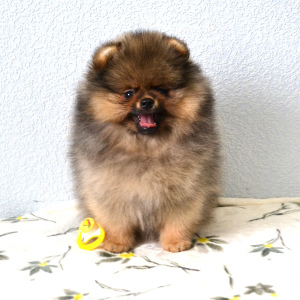 Photo №1. pomeranian - for sale in the city of Volgograd | Negotiated | Announcement № 4485