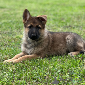 Photo №1. german shepherd - for sale in the city of Chicago | 400$ | Announcement № 45812