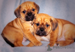 Photo №1.  - for sale in the city of Munich | 310$ | Announcement № 154778