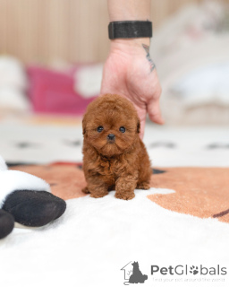 Photo №2 to announcement № 163709 for the sale of poodle (toy) - buy in Germany breeder