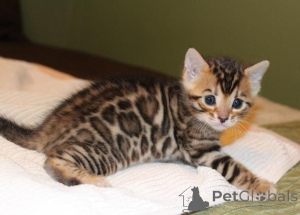 Photo №2 to announcement № 135490 for the sale of bengal cat - buy in United States 