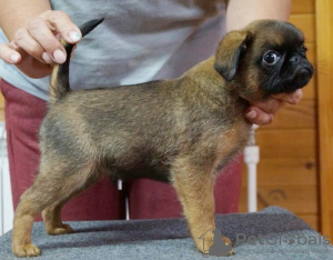 Photo №3. Petit Brabançon puppies. Russian Federation