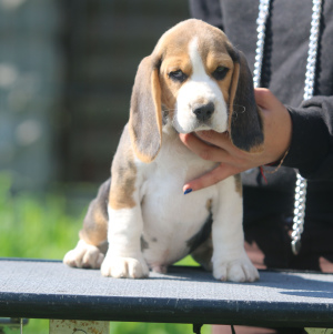 Photo №4. I will sell beagle in the city of Minsk. from nursery - price - 665$