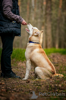 Additional photos: Handsome husky Hart is in good hands