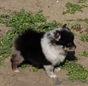 Photo №4. I will sell german spitz in the city of Kikinda.  - price - negotiated