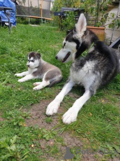 Photo №3. Siberian Husky puppies. United States